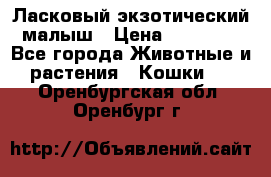 Ласковый экзотический малыш › Цена ­ 25 000 - Все города Животные и растения » Кошки   . Оренбургская обл.,Оренбург г.